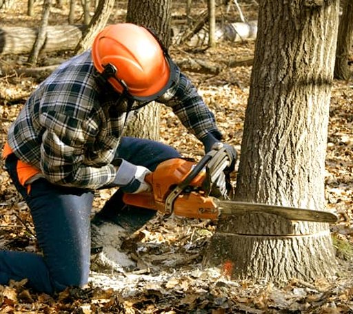 Tree Removal in Center, TX